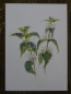 Preview: Deko-Pilz Rost